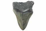 Partial, Fossil Megalodon Tooth - Serrated Blade #374072-1